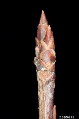 sweet cherry, Prunus avium  (Rosales: Rosaceae) - 5395698