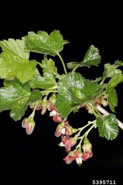 European black currant, Ribes nigrum  (Rosales: Grossulariaceae) - 5395711