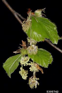 European beech, Fagus sylvatica  (Fagales: Fagaceae) - 5395742