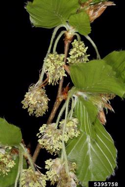 European beech, Fagus sylvatica  (Fagales: Fagaceae) - 5395758
