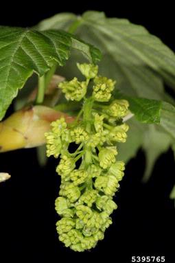 Sycamore maple, Acer pseudoplatanus  (Sapindales: Aceraceae) - 5395765