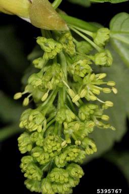 Sycamore maple, Acer pseudoplatanus  (Sapindales: Aceraceae) - 5395767