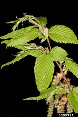 European hornbeam, Carpinus betulus  (Fagales: Betulaceae) - 5395771