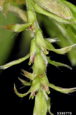 European hornbeam, Carpinus betulus  (Fagales: Betulaceae) - 5395775