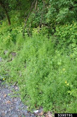 catchweed bedstraw, Galium aparine  (Rubiales: Rubiaceae) - 5395791