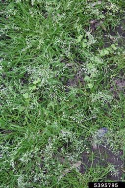 annual bluegrass, Poa annua  (Cyperales: Poaceae) - 5395795