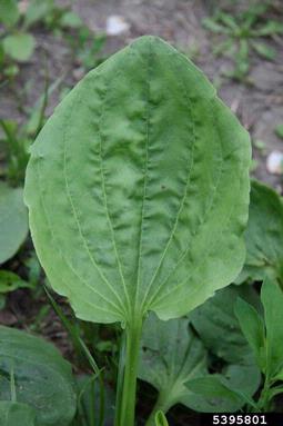 broadleaf plantain, Plantago major  (Plantaginales: Plantaginaceae) - 5395801