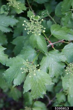 European cranberrybush, Viburnum opulus  (Dipsacales: Caprifoliaceae) - 5395813