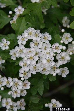 English hawthorn, Crataegus monogyna  (Rosales: Rosaceae) - 5395848