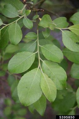 goat willow, Salix caprea  (Salicales: Salicaceae) - 5395850