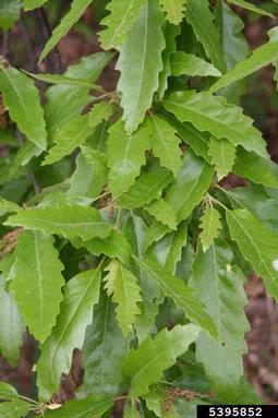 European turkey oak, Quercus cerris  (Fagales: Fagaceae) - 5395852