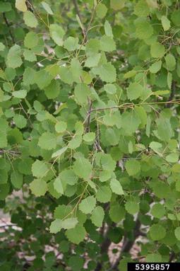 European aspen, Populus tremula  (Salicales: Salicaceae) - 5395857