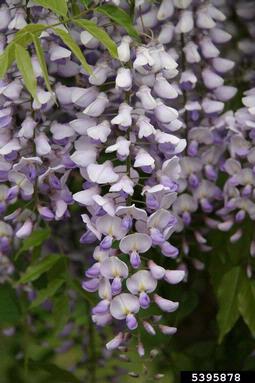 Chinese wisteria, Wisteria sinensis  (Fabales: Fabaceae (Leguminosae)) - 5395878