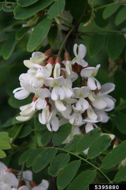 black locust, Robinia pseudoacacia  (Fabales: Fabaceae (Leguminosae)) - 5395880