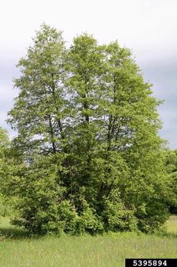 European alder, Alnus glutinosa  (Fagales: Betulaceae) - 5395894