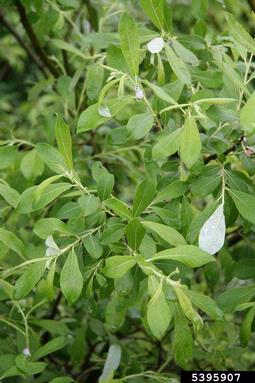 large gray willow, Salix cinerea  (Salicales: Salicaceae) - 5395907