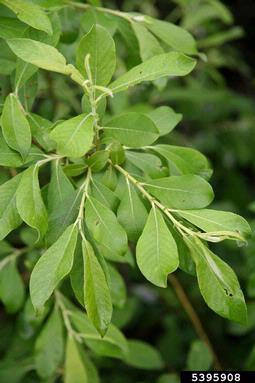 large gray willow, Salix cinerea  (Salicales: Salicaceae) - 5395908
