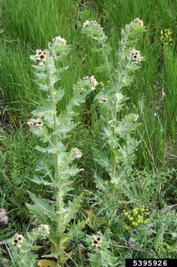 black henbane, Hyoscyamus niger  (Solanales: Solanaceae) - 5395926