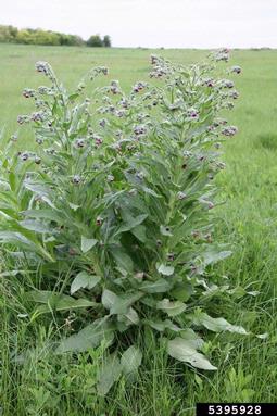 houndstongue, Cynoglossum officinale  (Lamiales: Boraginaceae) - 5395928