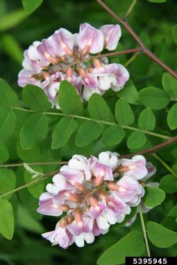 bristly locust, Robinia hispida  (Fabales: Fabaceae (Leguminosae)) - 5395945