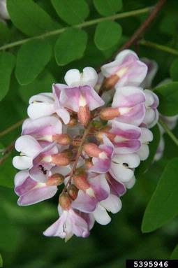 bristly locust, Robinia hispida  (Fabales: Fabaceae (Leguminosae)) - 5395946