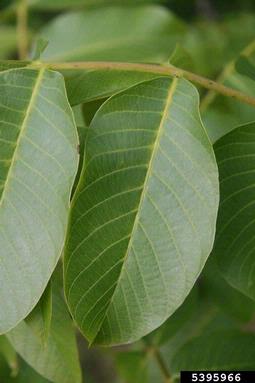English walnut, Juglans regia  (Juglandales: Juglandaceae) - 5395966