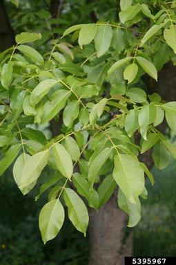 English walnut, Juglans regia  (Juglandales: Juglandaceae) - 5395967