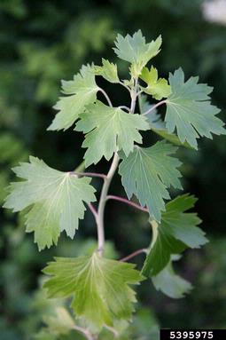 golden currant, Ribes aureum  (Rosales: Grossulariaceae) - 5395975