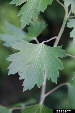 golden currant, Ribes aureum  (Rosales: Grossulariaceae) - 5395977