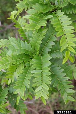 honeylocust, Gleditsia triacanthos  (Fabales: Fabaceae (Leguminosae)) - 5395981