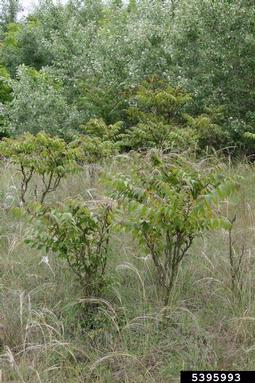 tree-of-heaven, Ailanthus altissima  (Sapindales: Simaroubaceae) - 5395993