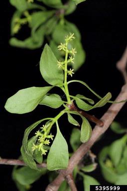 mistletoe, Loranthus europaeus  (Santalales: Viscaceae) - 5395999