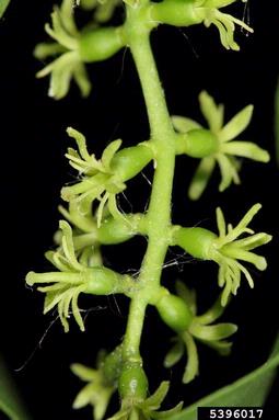 mistletoe, Loranthus europaeus  (Santalales: Viscaceae) - 5396017