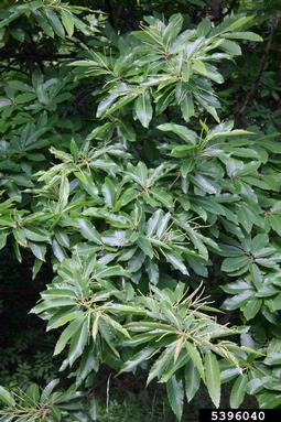 European chestnut, Castanea sativa  (Fagales: Fagaceae) - 5396040