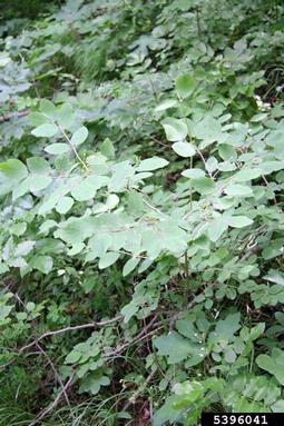 dwarf honeysuckle, Lonicera xylosteum  (Dipsacales: Caprifoliaceae) - 5396041