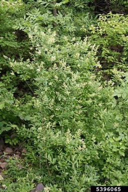 European privet, Ligustrum vulgare  (Scrophulariales: Oleaceae) - 5396065