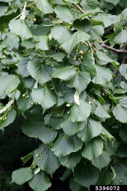 largeleaf linden, Tilia platyphyllos  (Malvales: Tiliaceae) - 5396072
