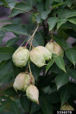 bladdernut, Staphylea pinnata  (Sapindales: Staphyleaceae) - 5396078