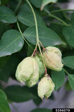 bladdernut, Staphylea pinnata  (Sapindales: Staphyleaceae) - 5396079
