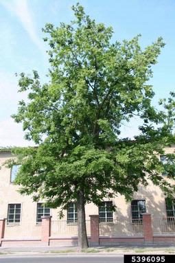common hackberry, Celtis occidentalis  (Urticales: Ulmaceae) - 5396095