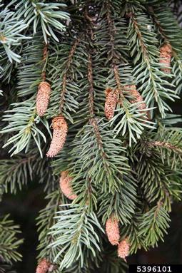 blue spruce, Picea pungens  (Pinales: Pinaceae) - 5396101