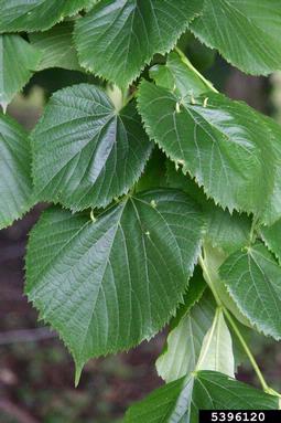 largeleaf linden, Tilia platyphyllos  (Malvales: Tiliaceae) - 5396120