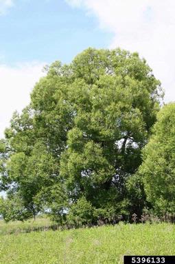 crack willow, Salix fragilis  (Salicales: Salicaceae) - 5396133