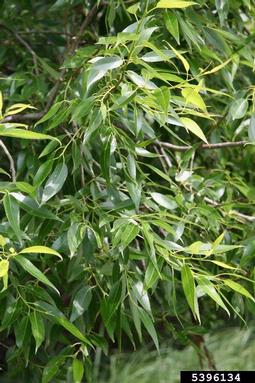 crack willow, Salix fragilis  (Salicales: Salicaceae) - 5396134