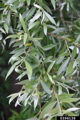 white willow, Salix alba  (Salicales: Salicaceae) - 5396138