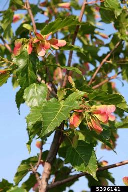tatarian maple, Acer tataricum  (Sapindales: Aceraceae) - 5396141