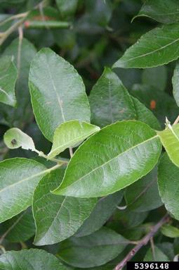 goat willow, Salix caprea  (Salicales: Salicaceae) - 5396148