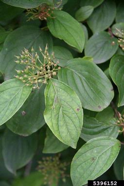 bloodtwig dogwood, Cornus sanguinea  (Cornales: Cornaceae) - 5396152