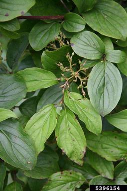 bloodtwig dogwood, Cornus sanguinea  (Cornales: Cornaceae) - 5396154
