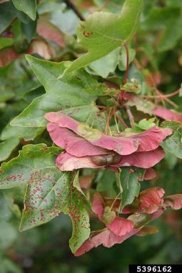 hedge maple, Acer campestre  (Sapindales: Aceraceae) - 5396162
